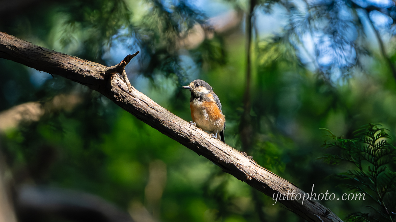 yuttophoto_060049