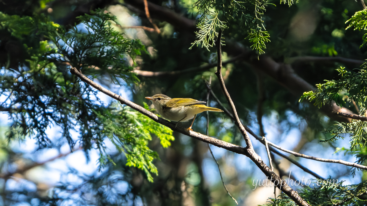 yuttophoto_060050