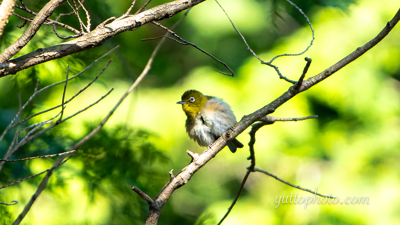 yuttophoto_060051