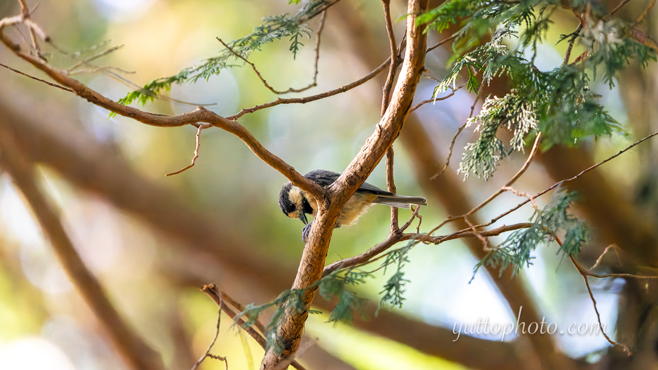 yuttophoto_060055