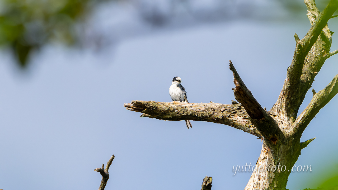 yuttophoto_060056