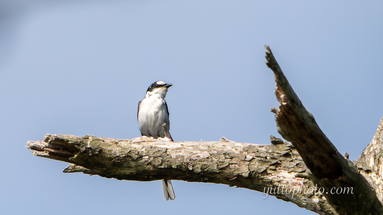yuttophoto_060057