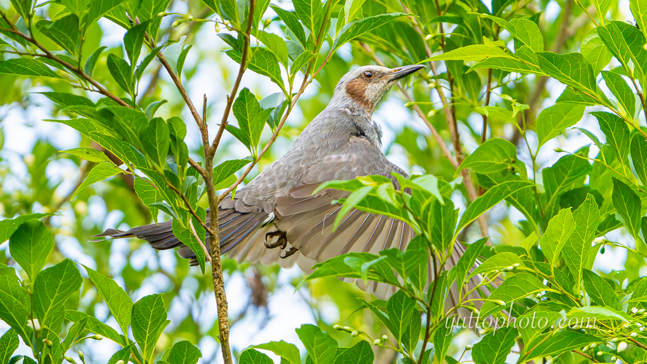 yuttophoto_060058