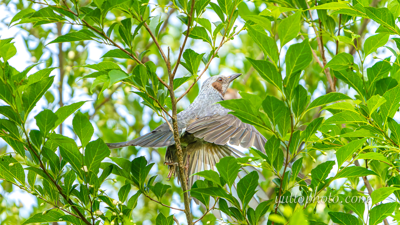 yuttophoto_060059