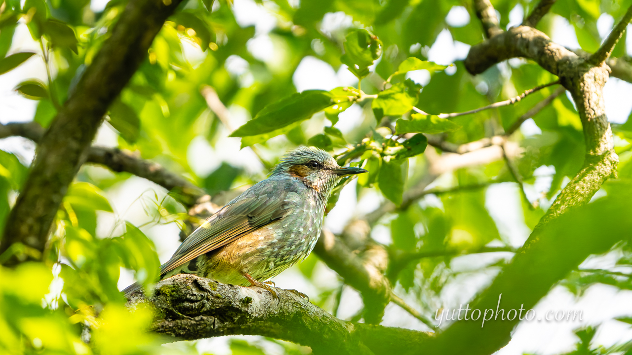 yuttophoto_060060