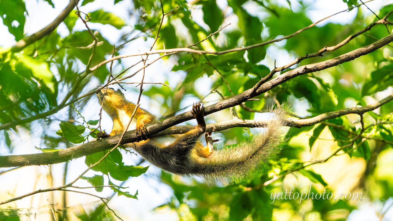 yuttophoto_060062