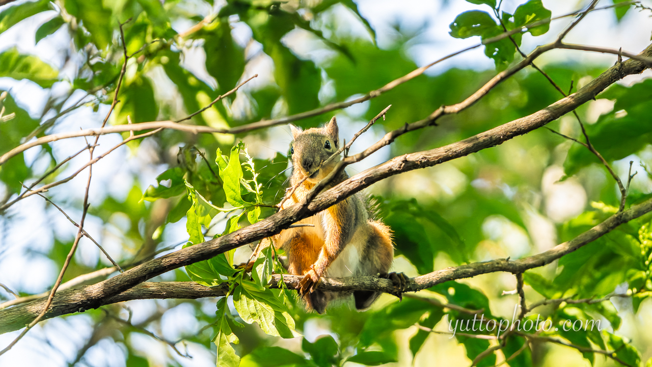 yuttophoto_060064
