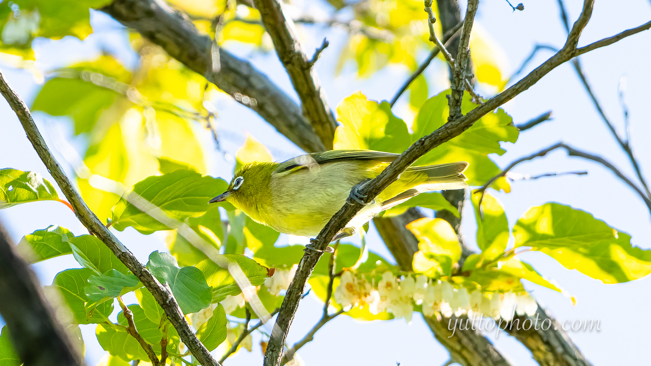 yuttophoto_060065