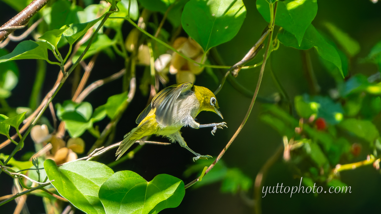 yuttophoto_060066