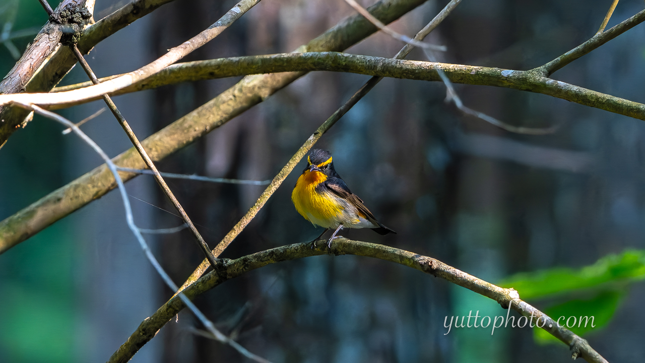 yuttophoto_060068