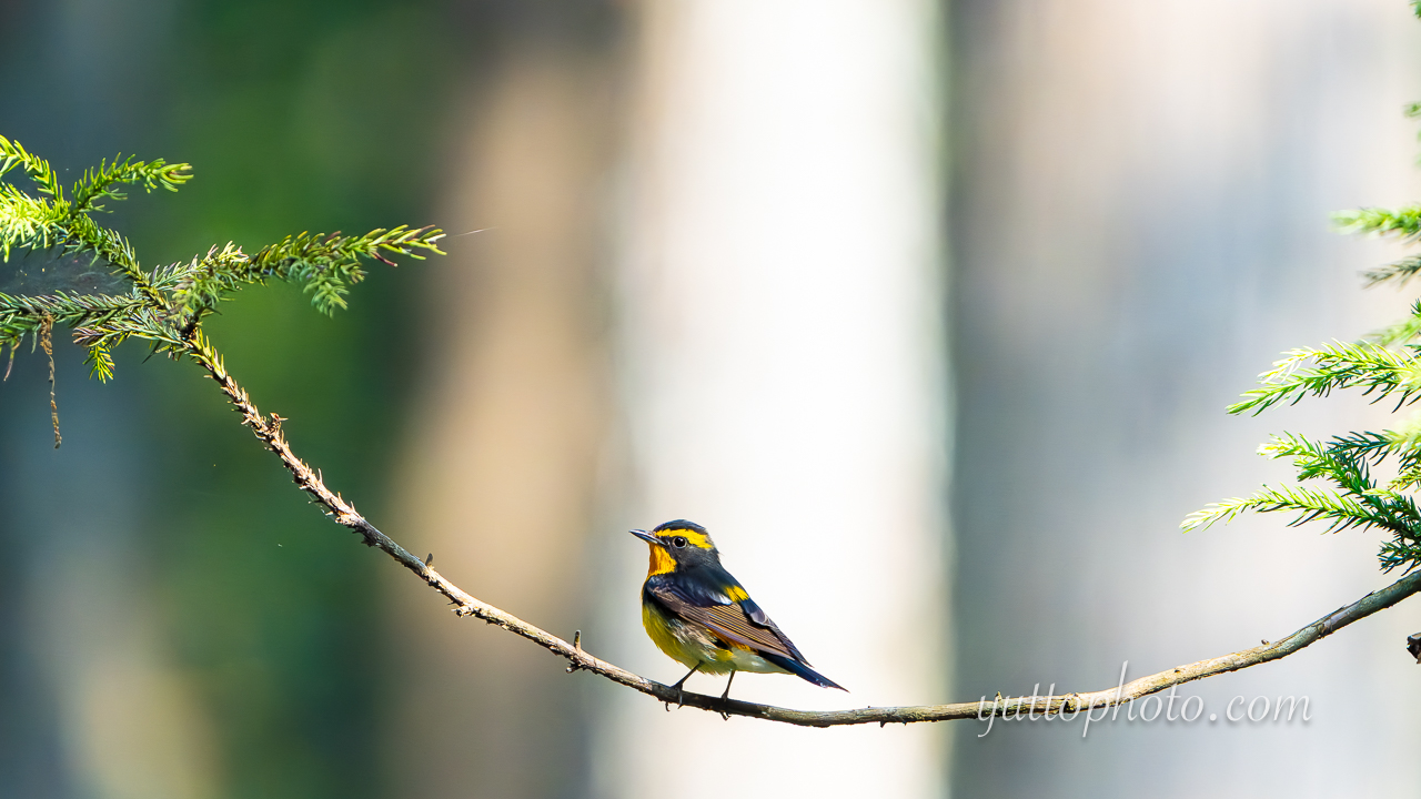 yuttophoto_060069