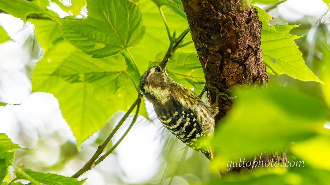 yuttophoto_060070