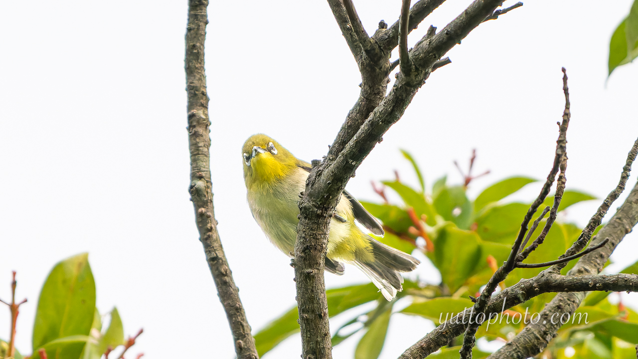 yuttophoto_060072