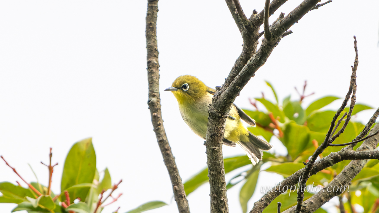 yuttophoto_060073