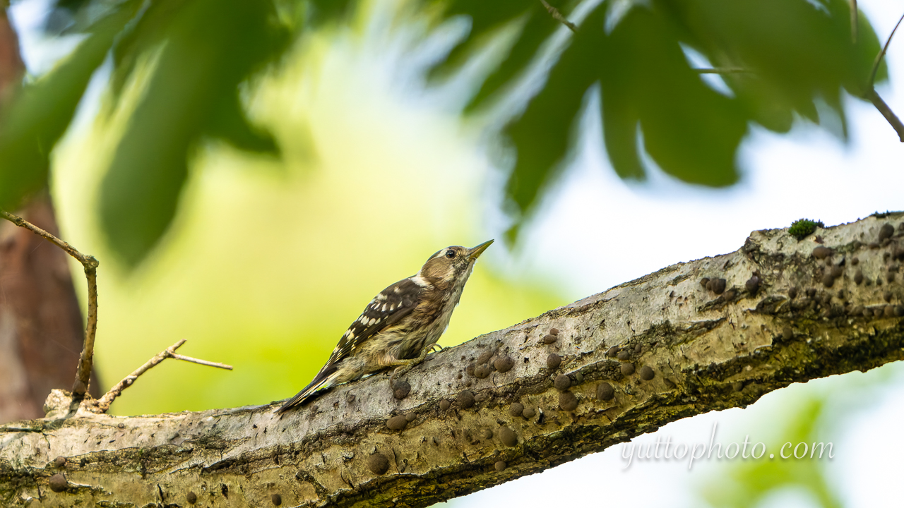 yuttophoto_060074