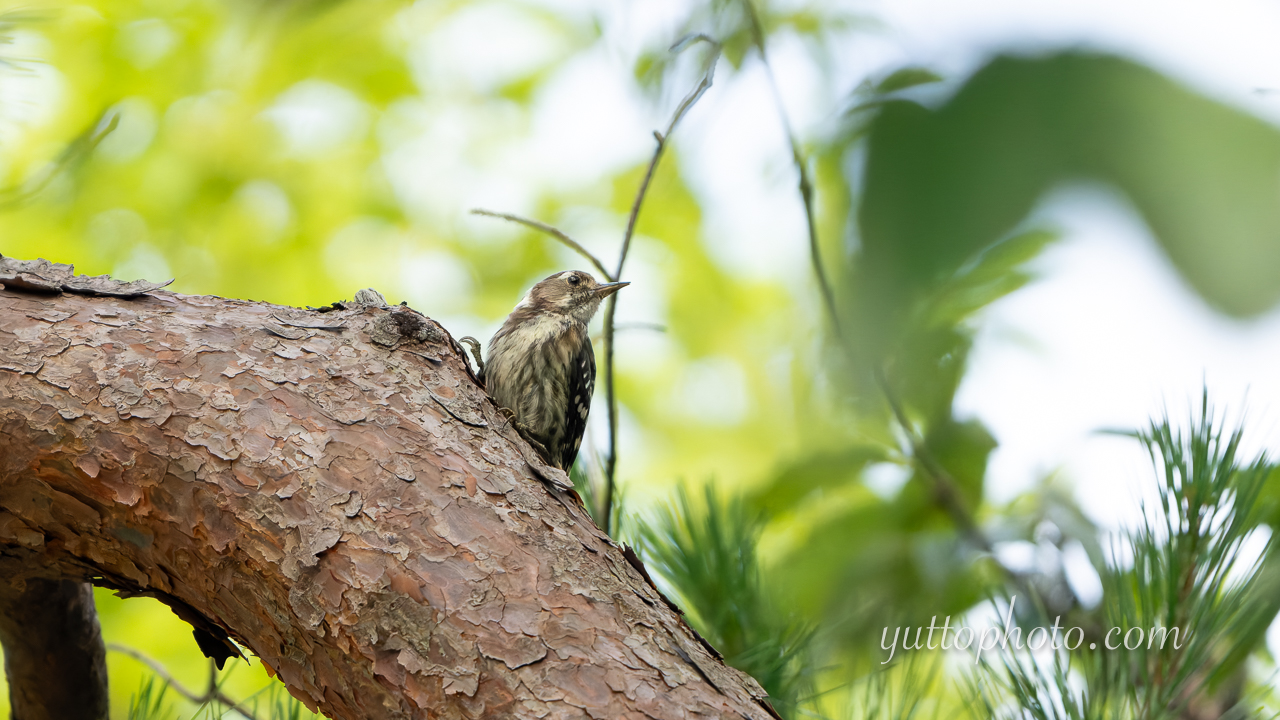 yuttophoto_060075