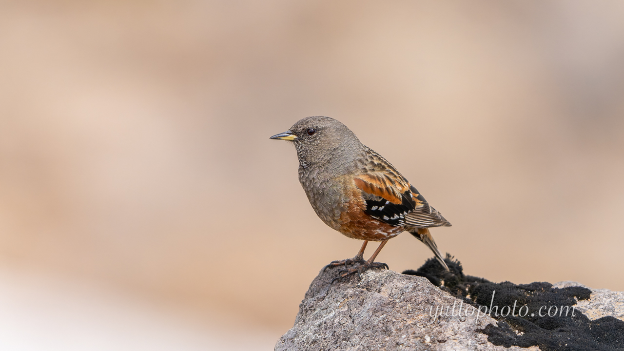 yuttophoto_060076
