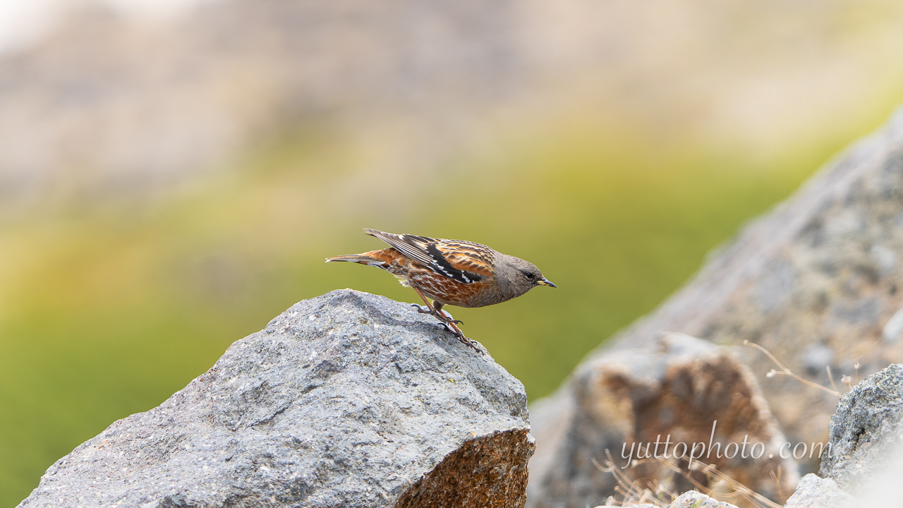 yuttophoto_060077