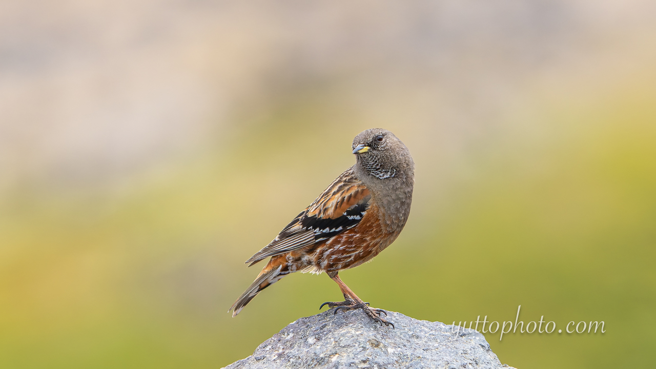 yuttophoto_060078