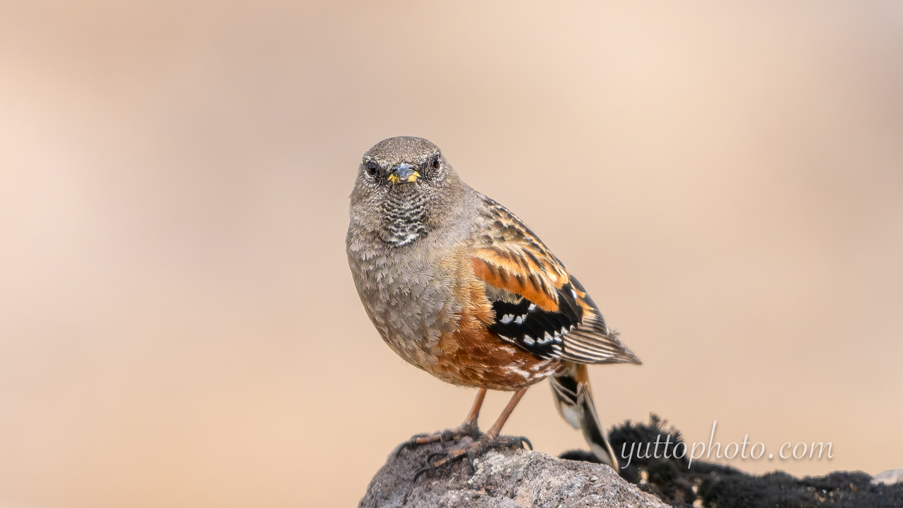 yuttophoto_060079