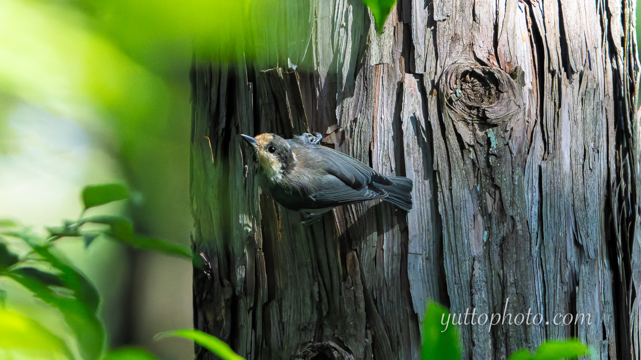 yuttophoto_060080