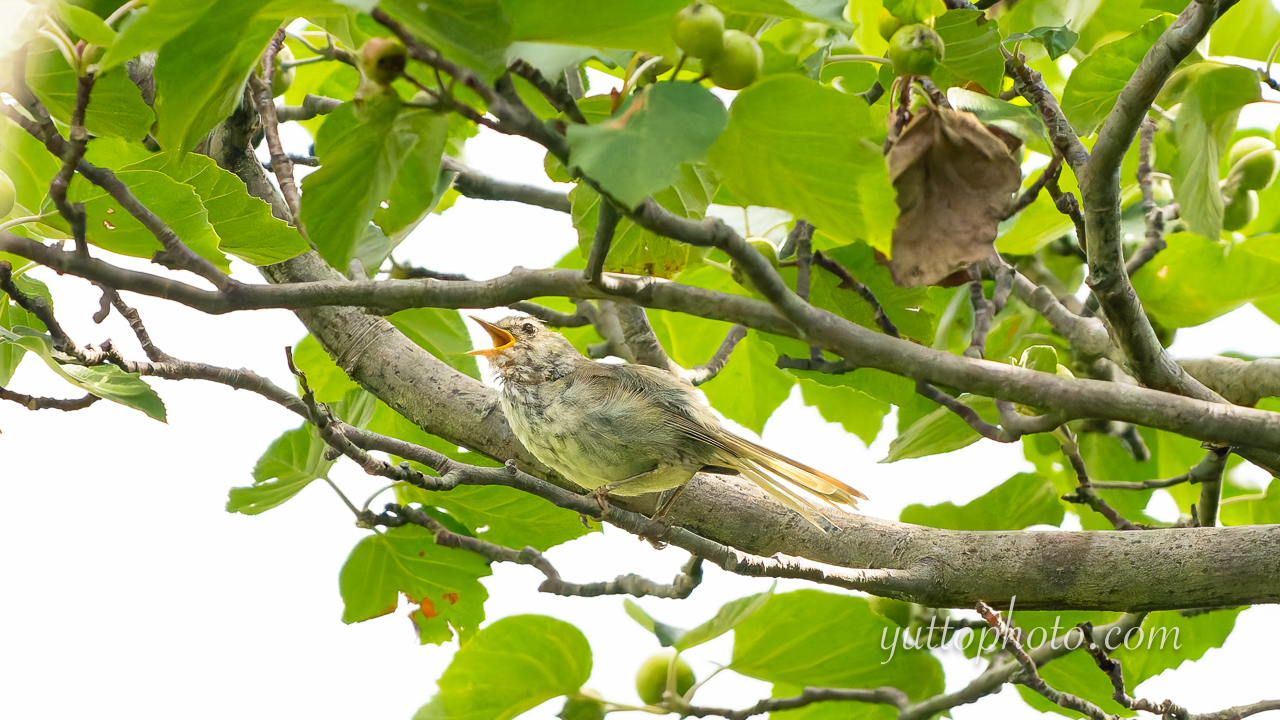 yuttophoto_060081