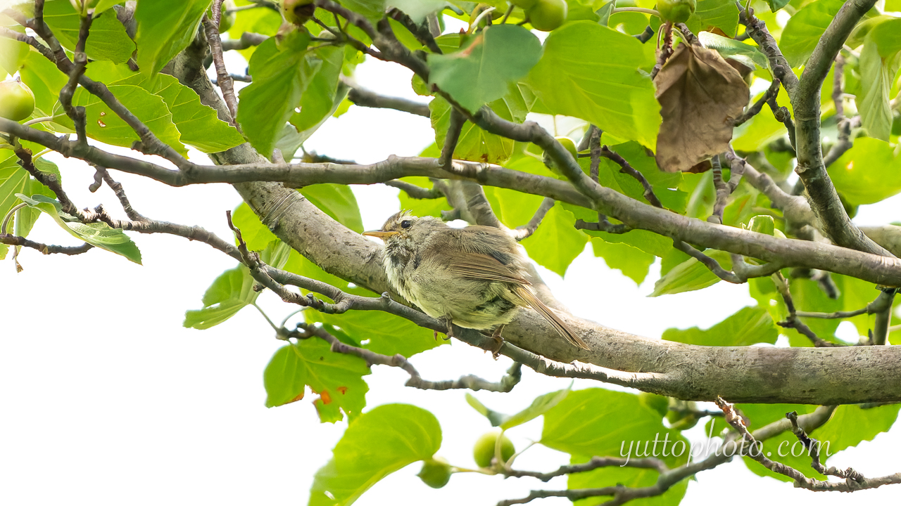 yuttophoto_060082