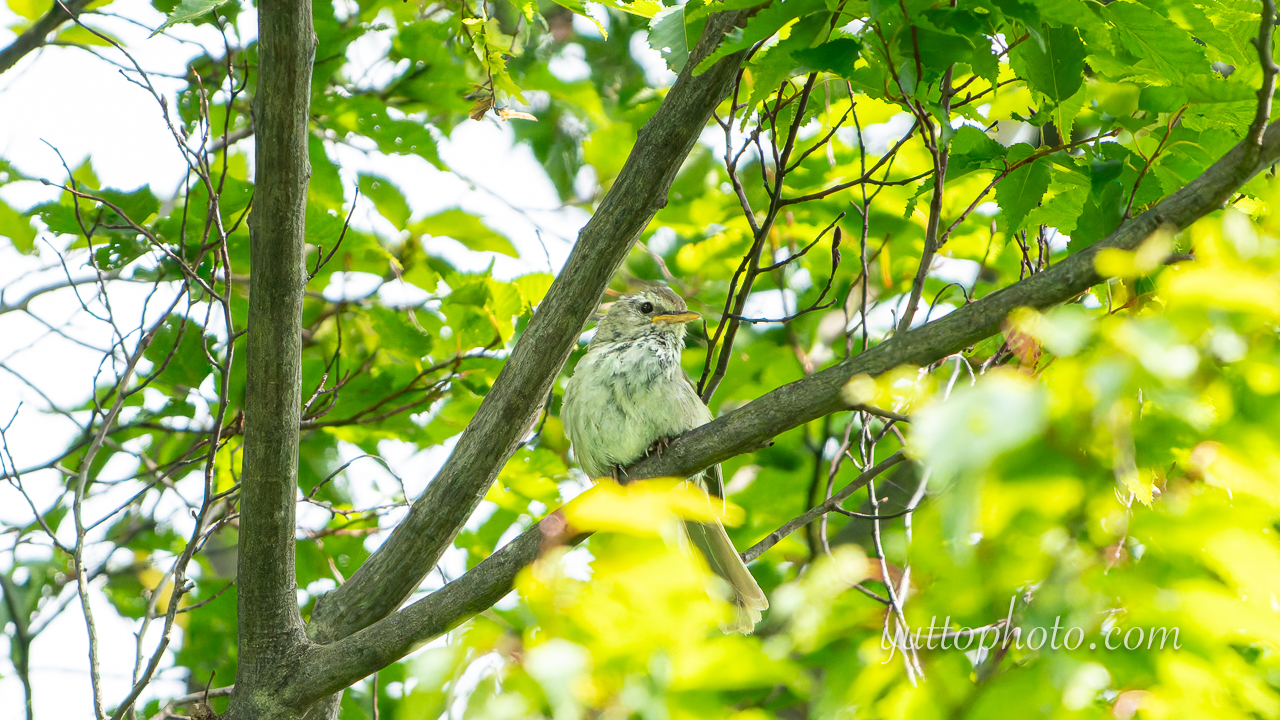 yuttophoto_060083