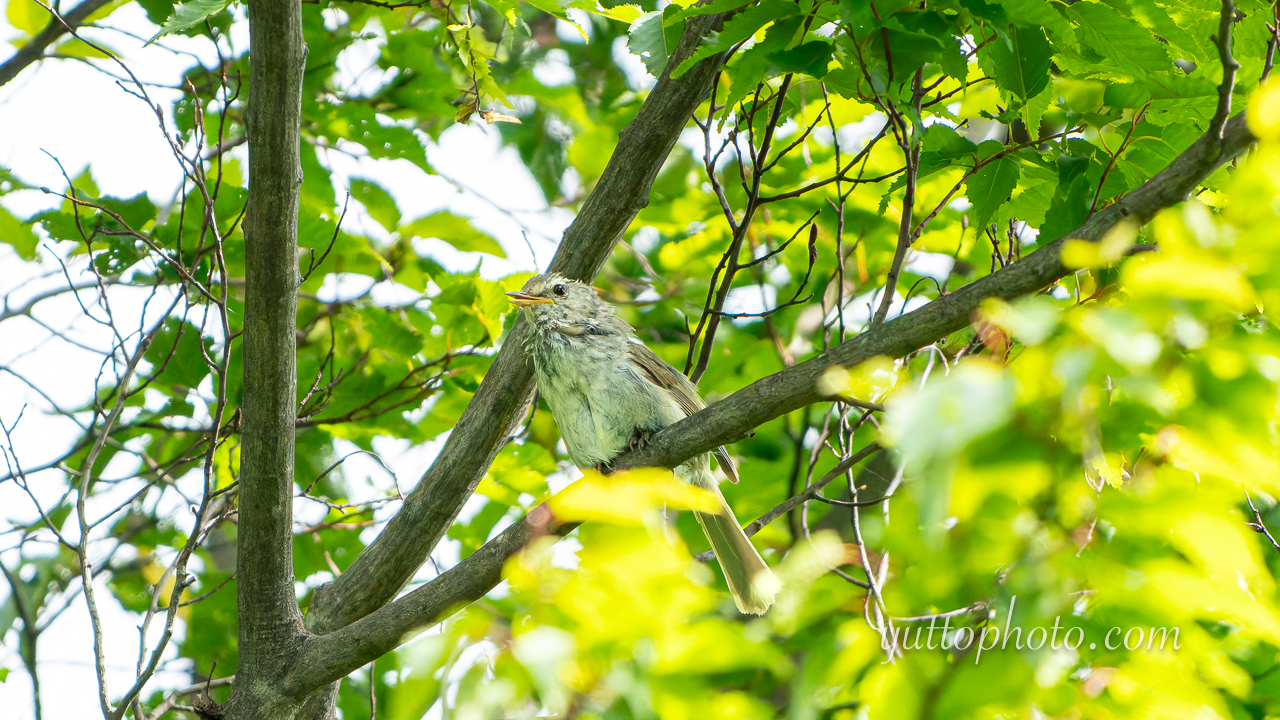 yuttophoto_060084