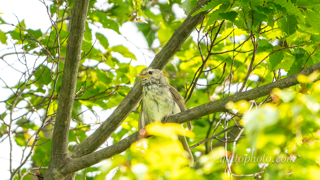 yuttophoto_060085