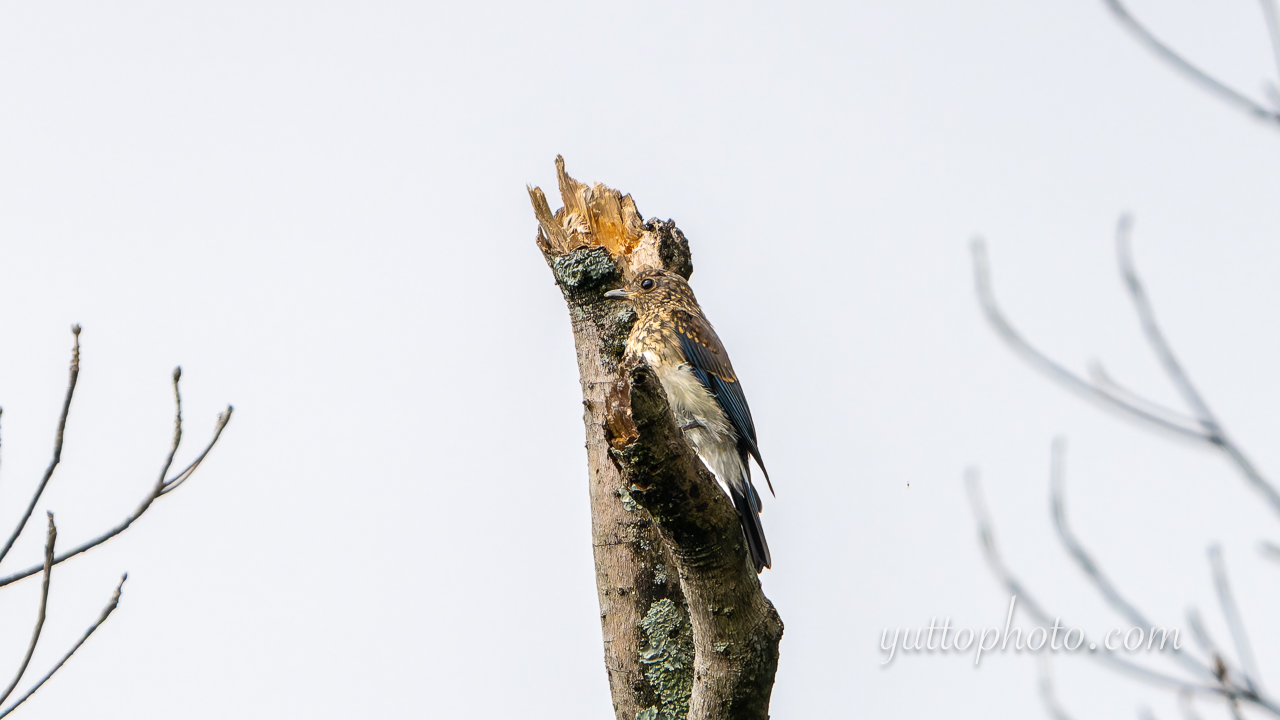 yuttophoto_060086