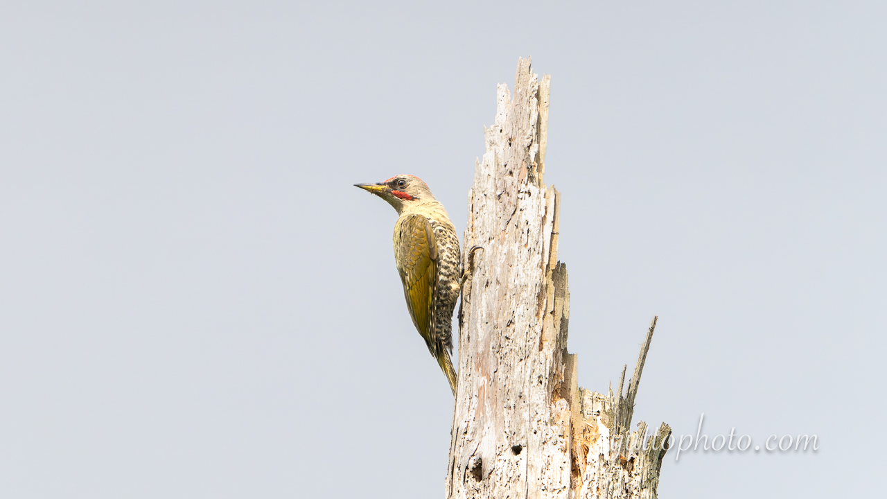 yuttophoto_060087