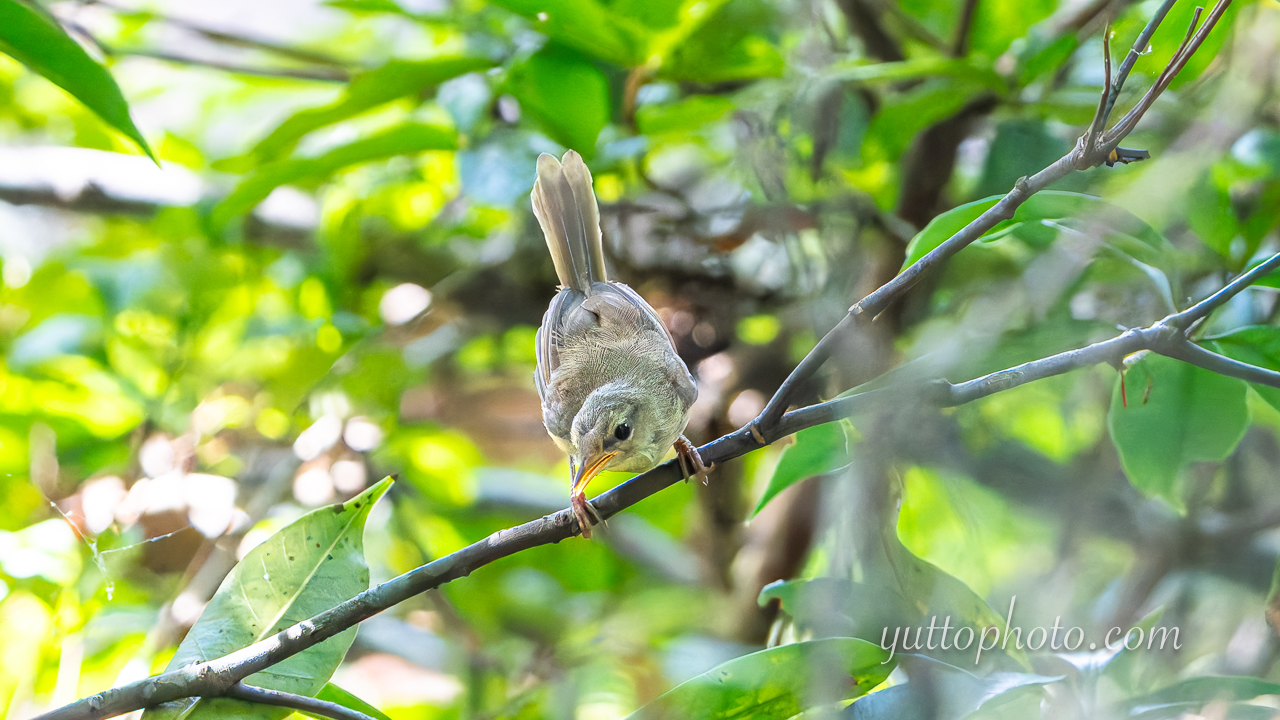 yuttophoto_060090
