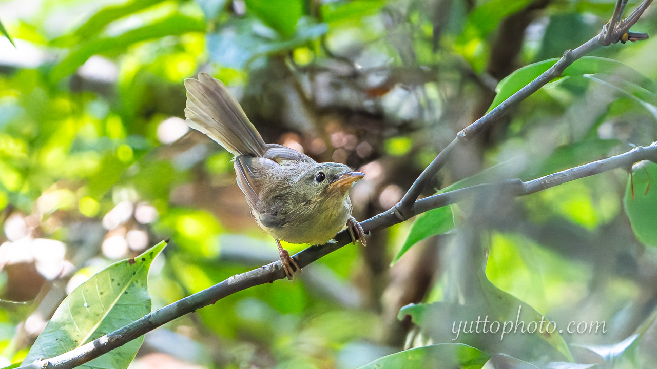 yuttophoto_060089