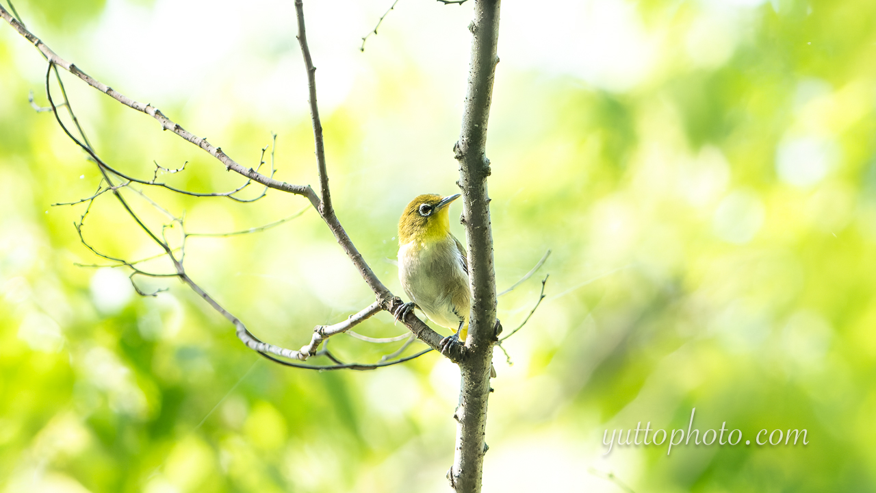 yuttophoto_060091