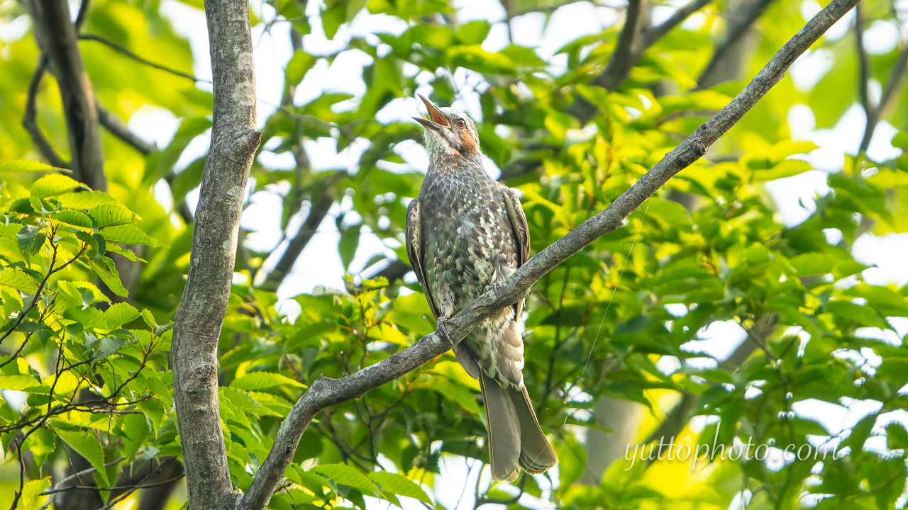 yuttophoto_060092