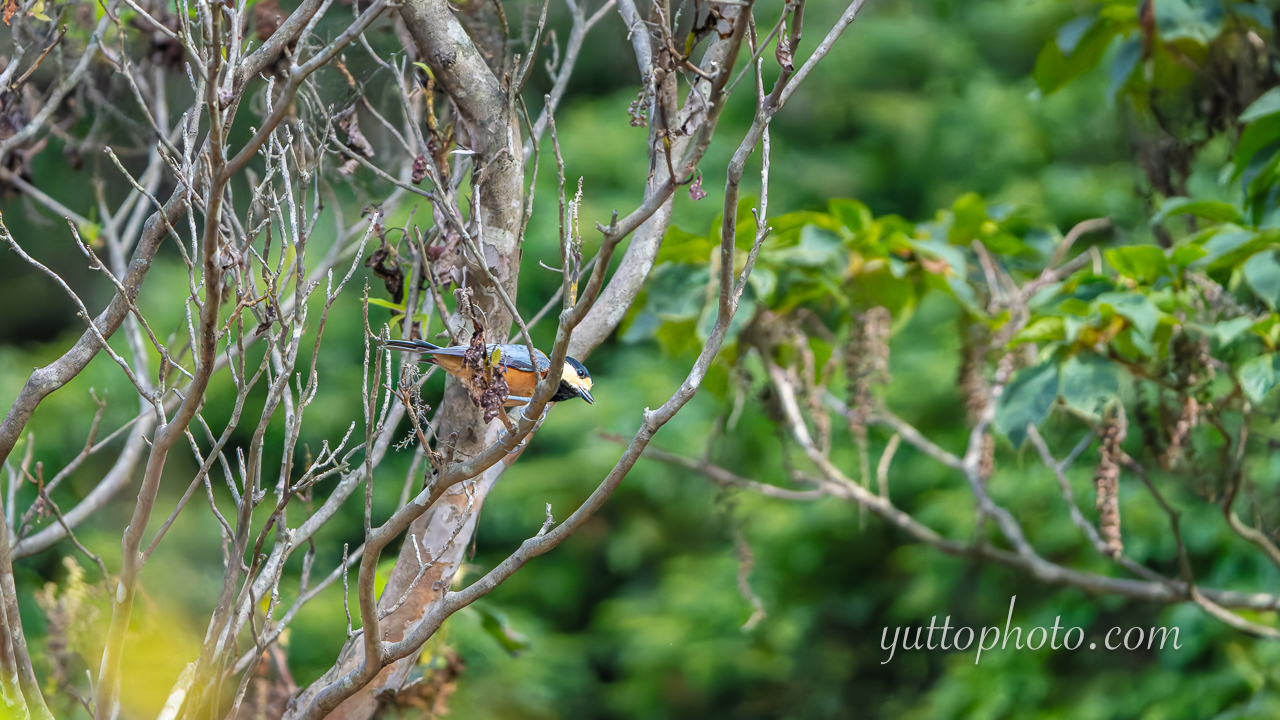 yuttophoto_060093