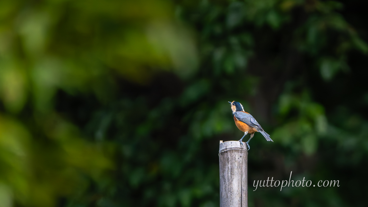 yuttophoto_060094