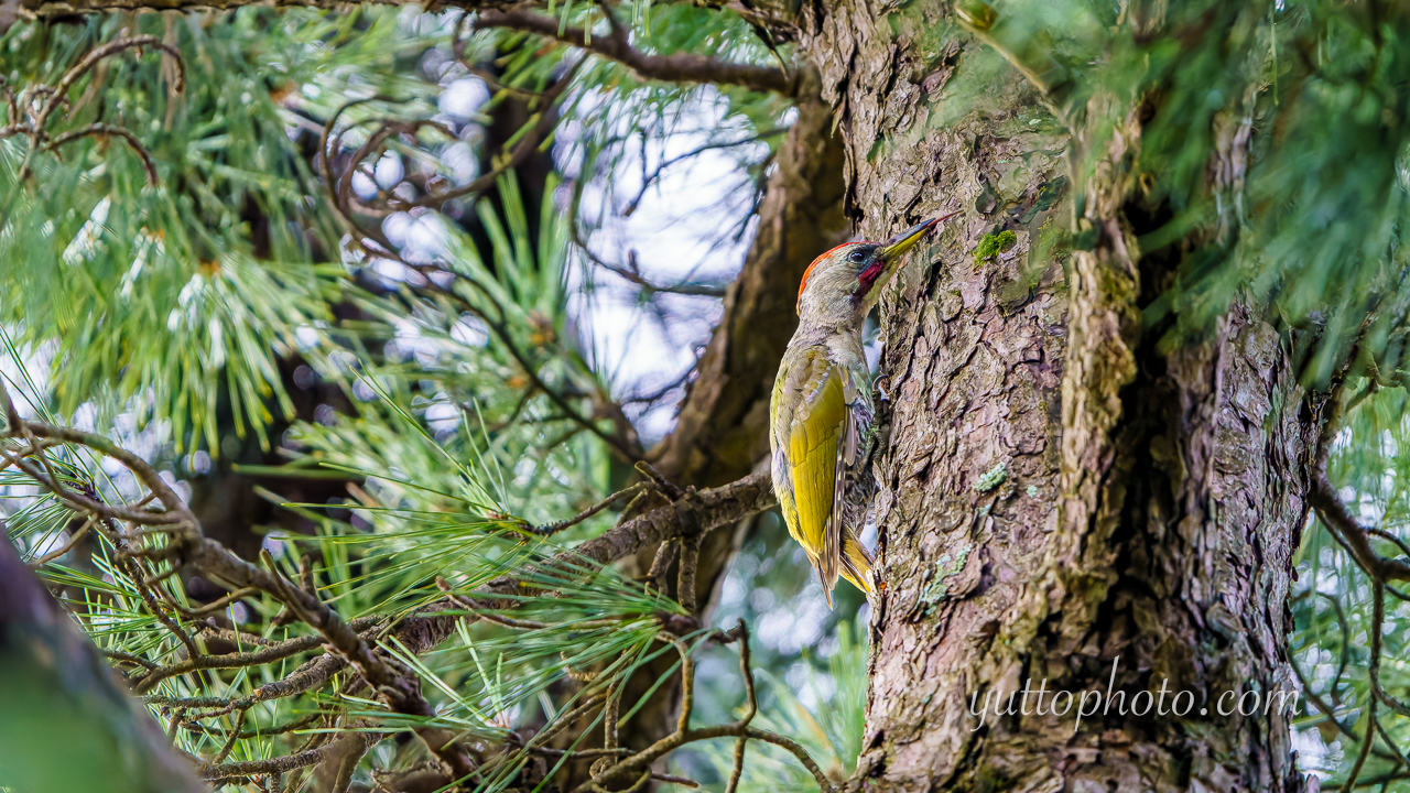 yuttophoto_060095