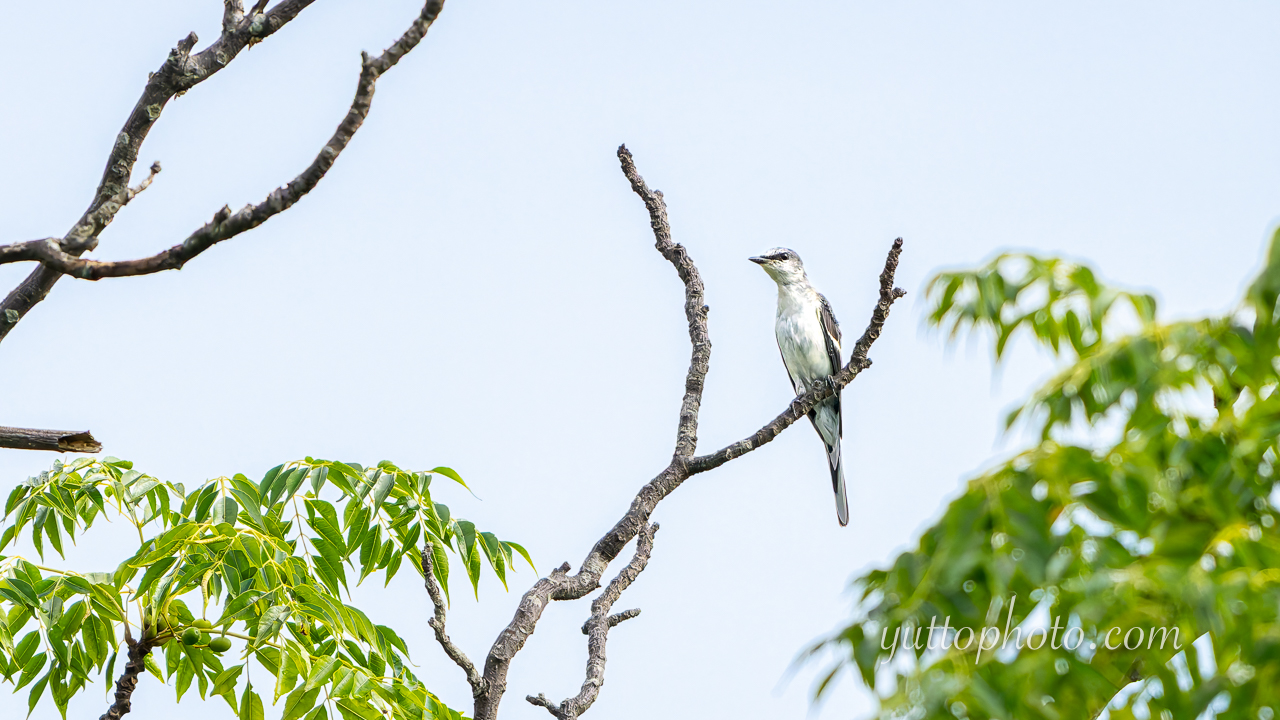 yuttophoto_060096