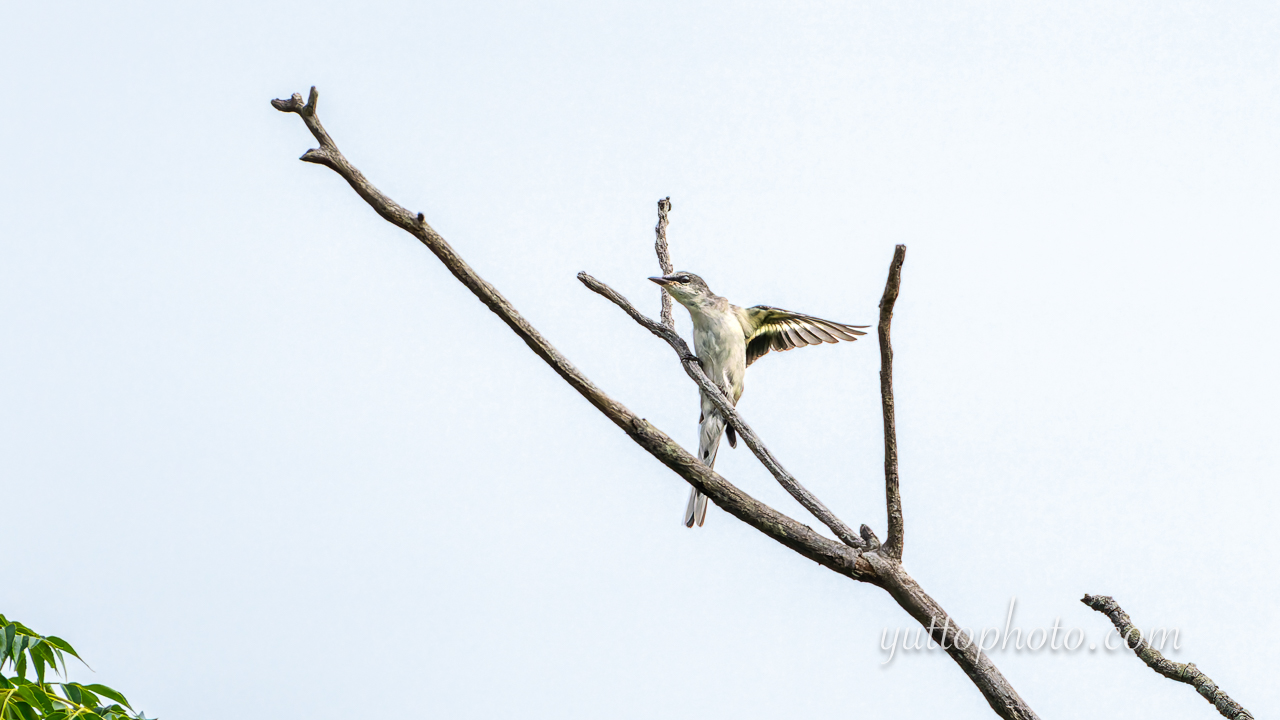 yuttophoto_060097