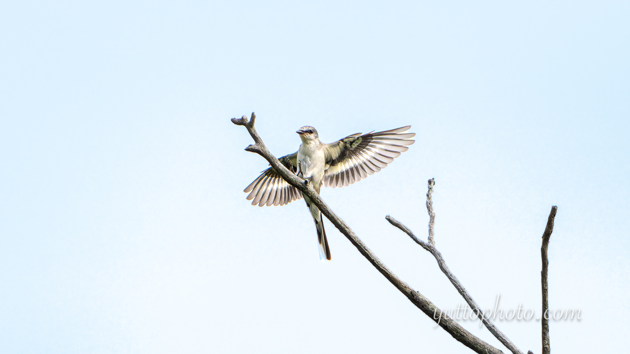 yuttophoto_060098