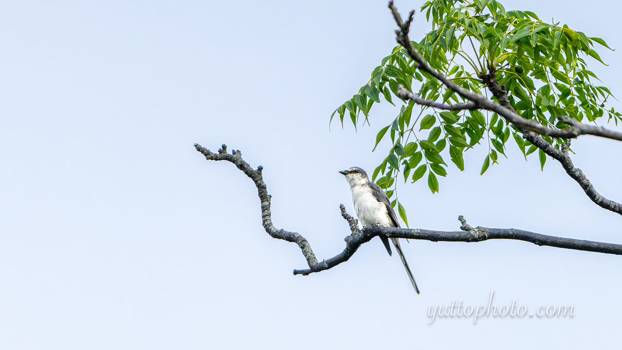 yuttophoto_060099