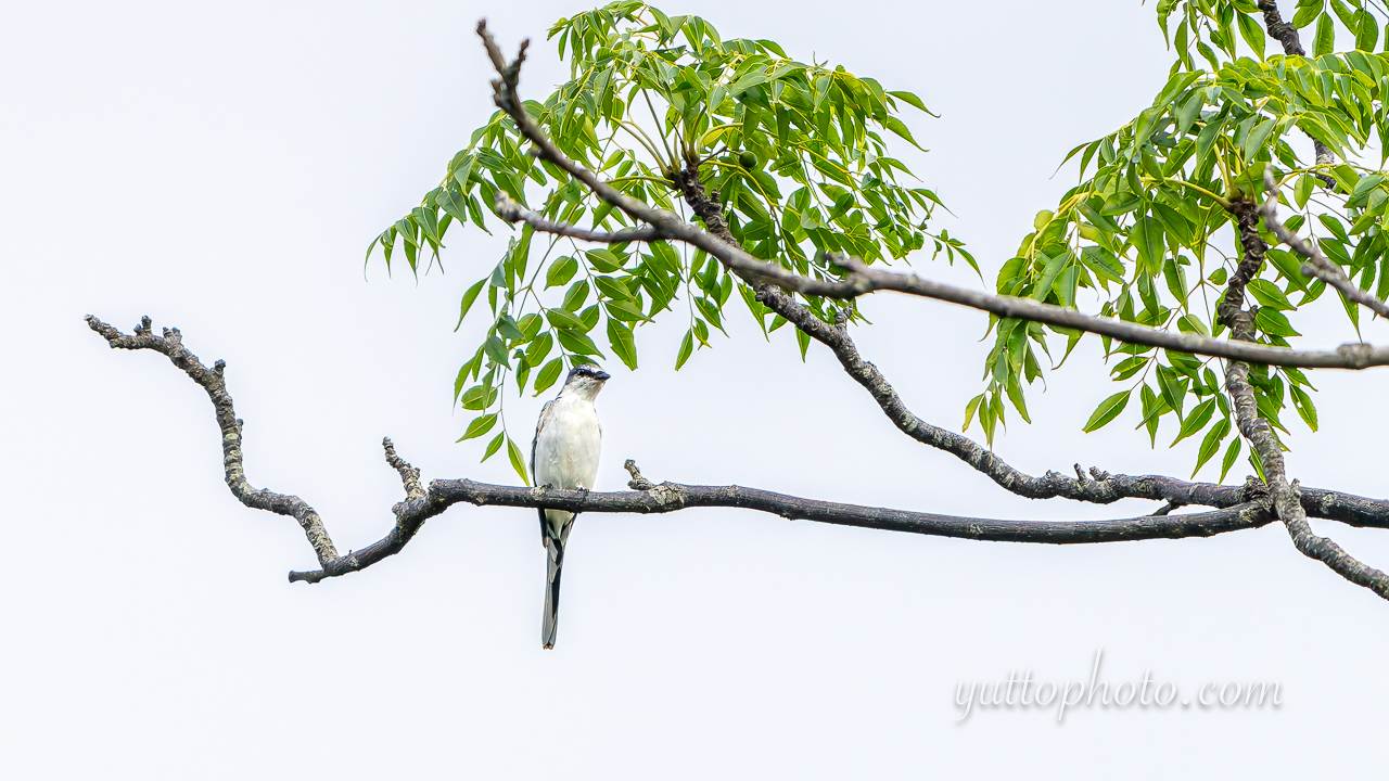 yuttophoto_060100
