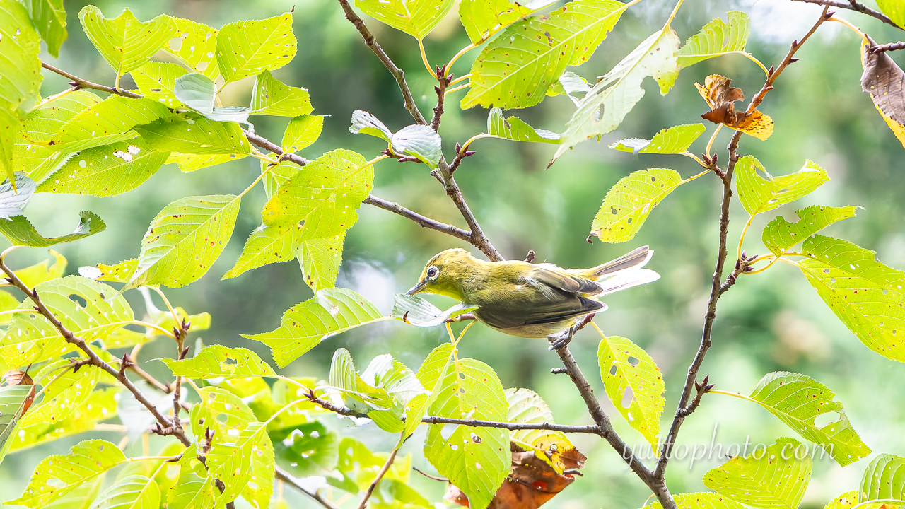 yuttophoto_060101